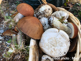Learn about wild mushrooms in Bas-Saint-Laurent - Bas-Saint-Laurent