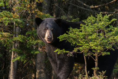 Black Bear Observation