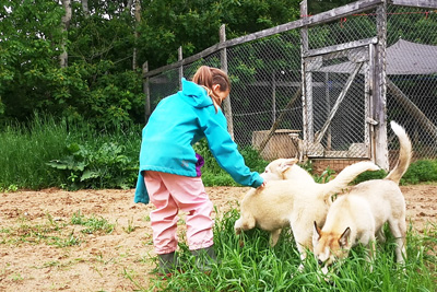 Visit to the sled dog kennel