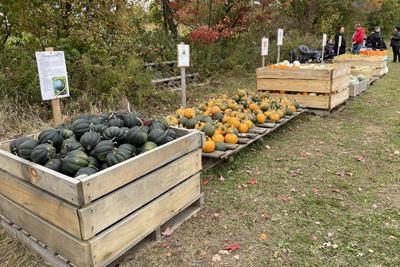 Pumpkins and squashes picking - Ferme du Vieux Jack