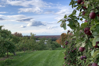 Apple picking - Verger des Bois-Francs