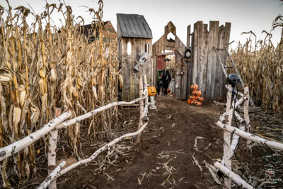 Festiv’Halloween – U-pick & Corn maze