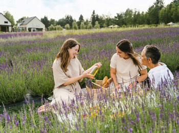 Four smiling women picnicking in the lavender fields.