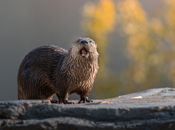 River otter at the Ecomuseum Zoo.