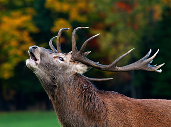 Red deer at Parc Oméga.