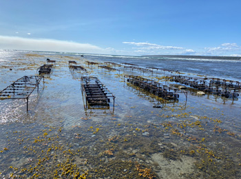 Oyster farm at Ferme Manowin.