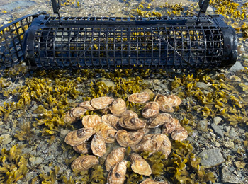 Oysters and oyster trap in the water.