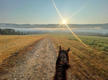 The view is as if you were on horseback; you can see the animal's head, and in the distance, the sun is trying to pierce the mist.