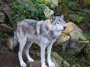 Grey wolf at the Parc Oméga