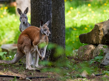 A couple of red kangaroos.