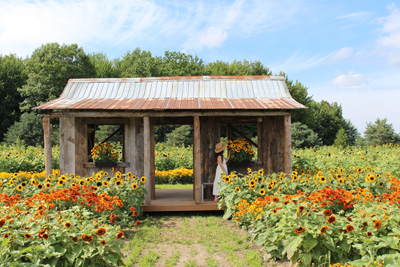 Sunflowers, apples and mazes: fall is coming soon to Vaudreuil-Soulanges