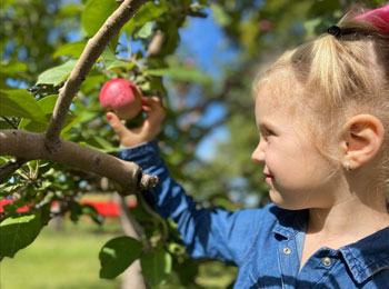 Little girl picking an apple in an orchard.