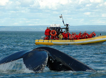 Zodiac full of passengers watching a whale's tail emerge from the water.