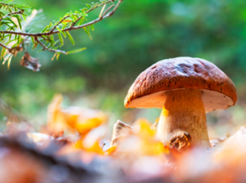 A wild mushroom seen up close.