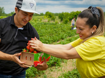 Two people picking strawberries.