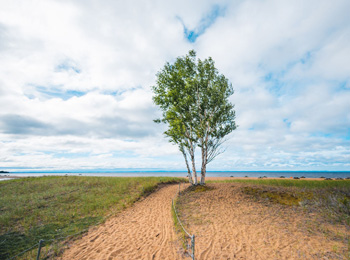 Tree by the lake at the parc national de la Pointe-Taillon.