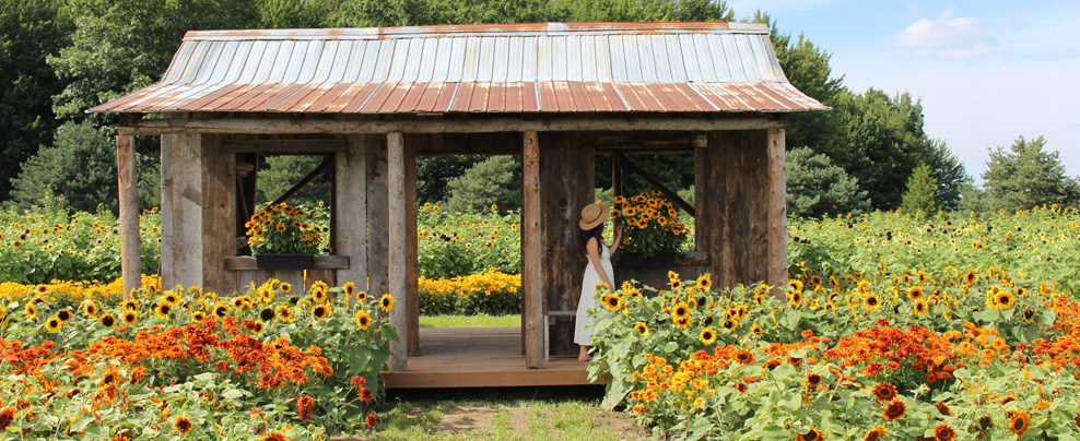 Young woman in a field of sunflowers in Vaudreuil.