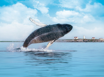 Whale jumping out of the water.