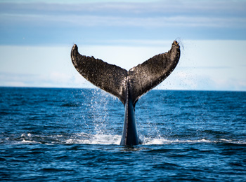 Whale tail lifting out of the water.