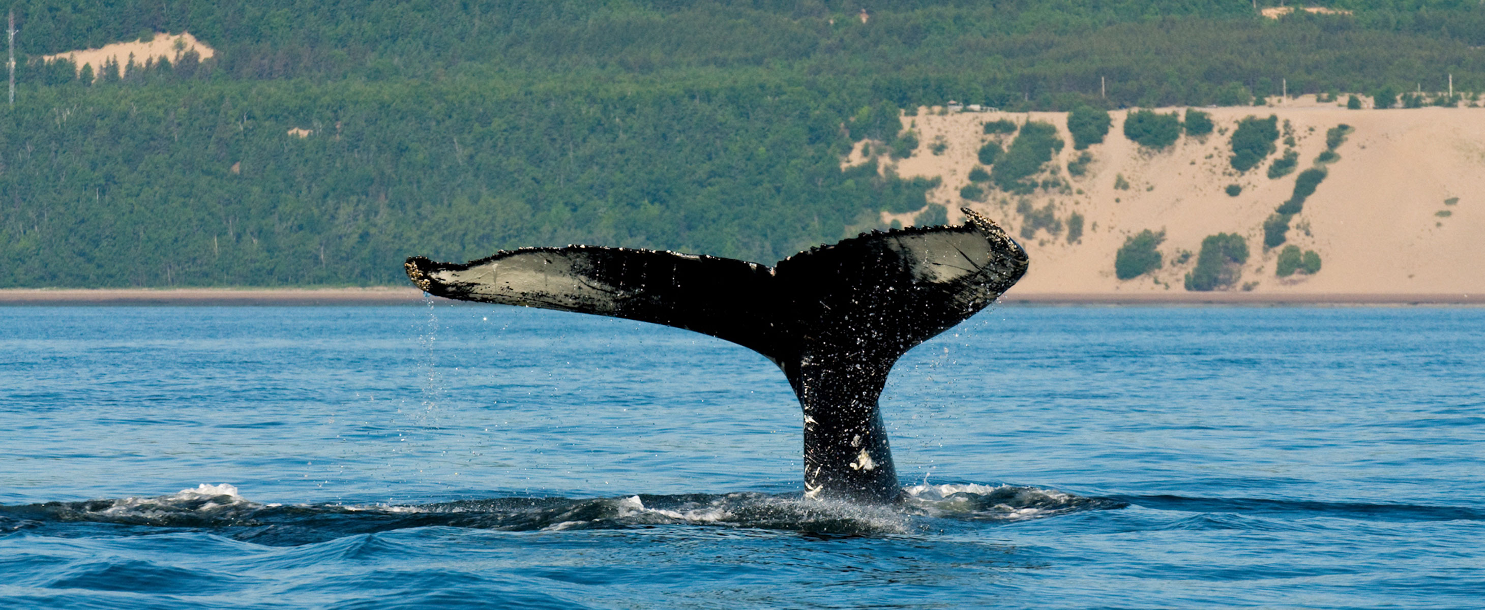 Did you know that the best place in the world to go whale-watching is