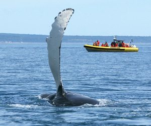 Did you know that the best place in the world to go whale-watching is