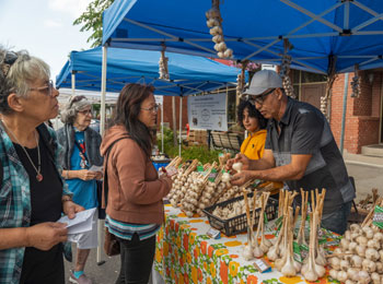 Garlic stand at a market, with vendors and clients discussing.