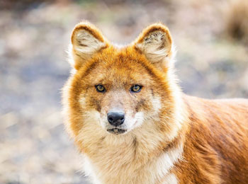 Close-up of the head of a dhole.