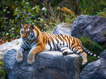 A tiger resting on a rock.