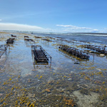 Explore the wide world of oysters at Ferme Ostréicole Manowin